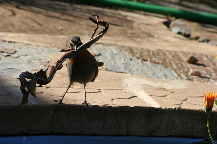 Janfrederiik maak nes.jpg